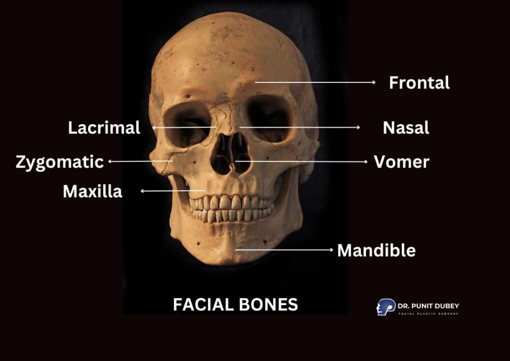 Anatomy of facial bones – key structures that form the human face and support its functions.